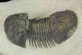 Bargain, Trilobite (Paralejurus spatuliformis?) Fossil - Morocco #137562-3